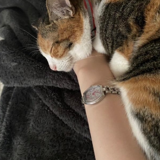 猫の愛くるしい仕草に癒されます